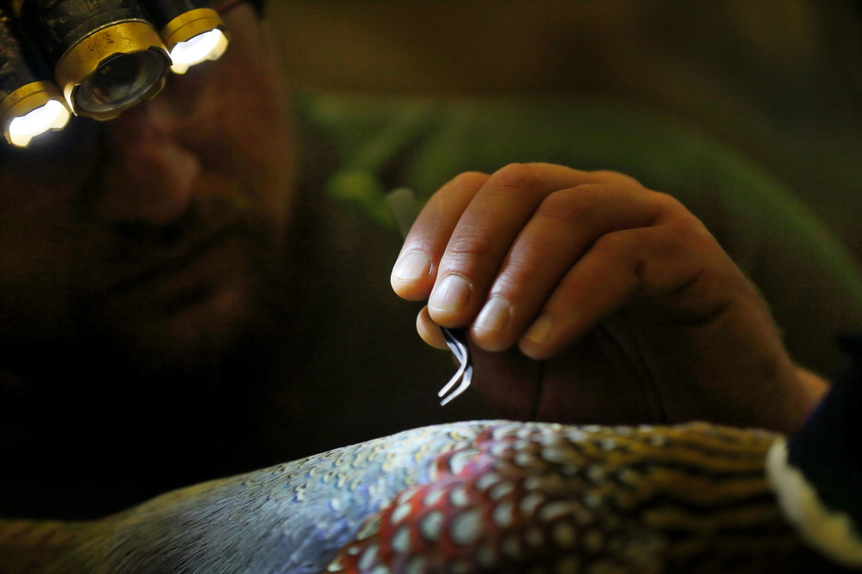 2019 World Taxidermy & Fish Carving Championships in Springfield, Mo.